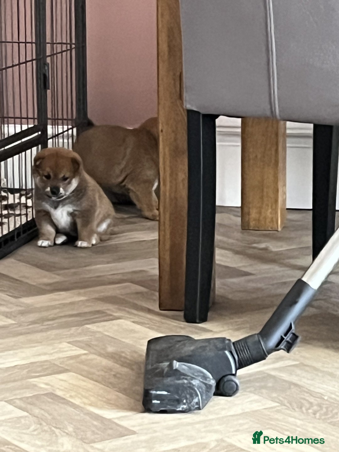 Japanese Shiba Inu dogs for sale: Last Boy - 15 yrs exp Health Checked - Image 10