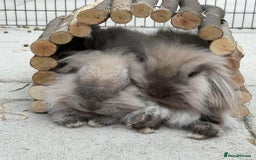 Mini Lion Lop rabbits for sale: Beautiful Lion Lop Sisters - Image 7