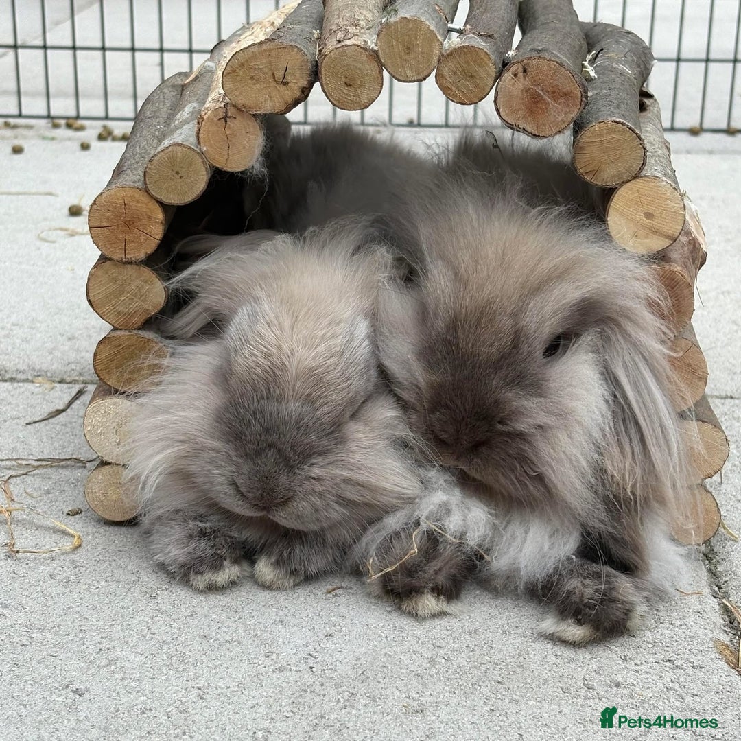 Mini Lion Lop rabbits for sale: Beautiful Lion Lop Sisters - Image 7