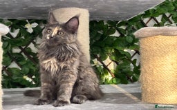 Maine Coon cats for sale: Tica Stunning Kittens  - Image 20