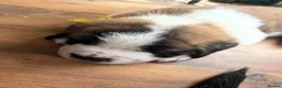 Saint Bernard dogs for sale: Exceptional St Bernard Puppies - Advert 22