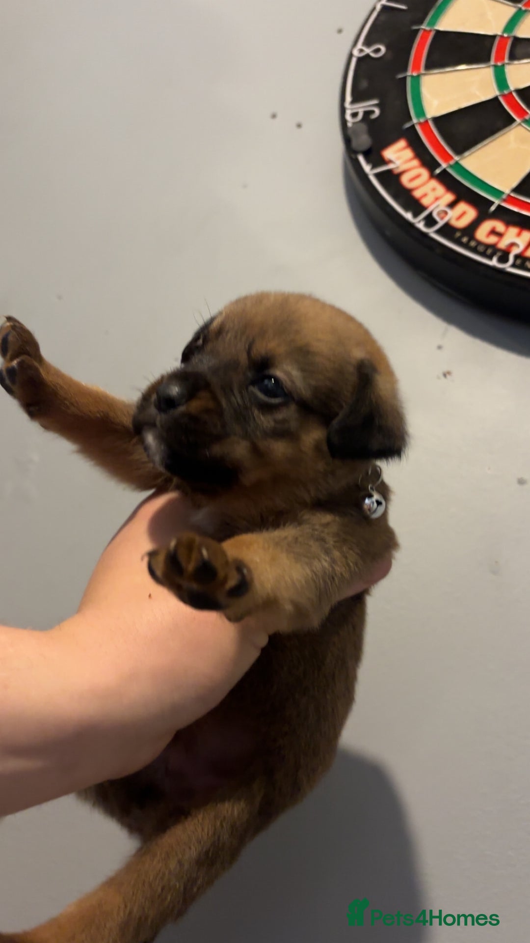 Mixed Breed dogs for sale: Boxwillers - Image 37