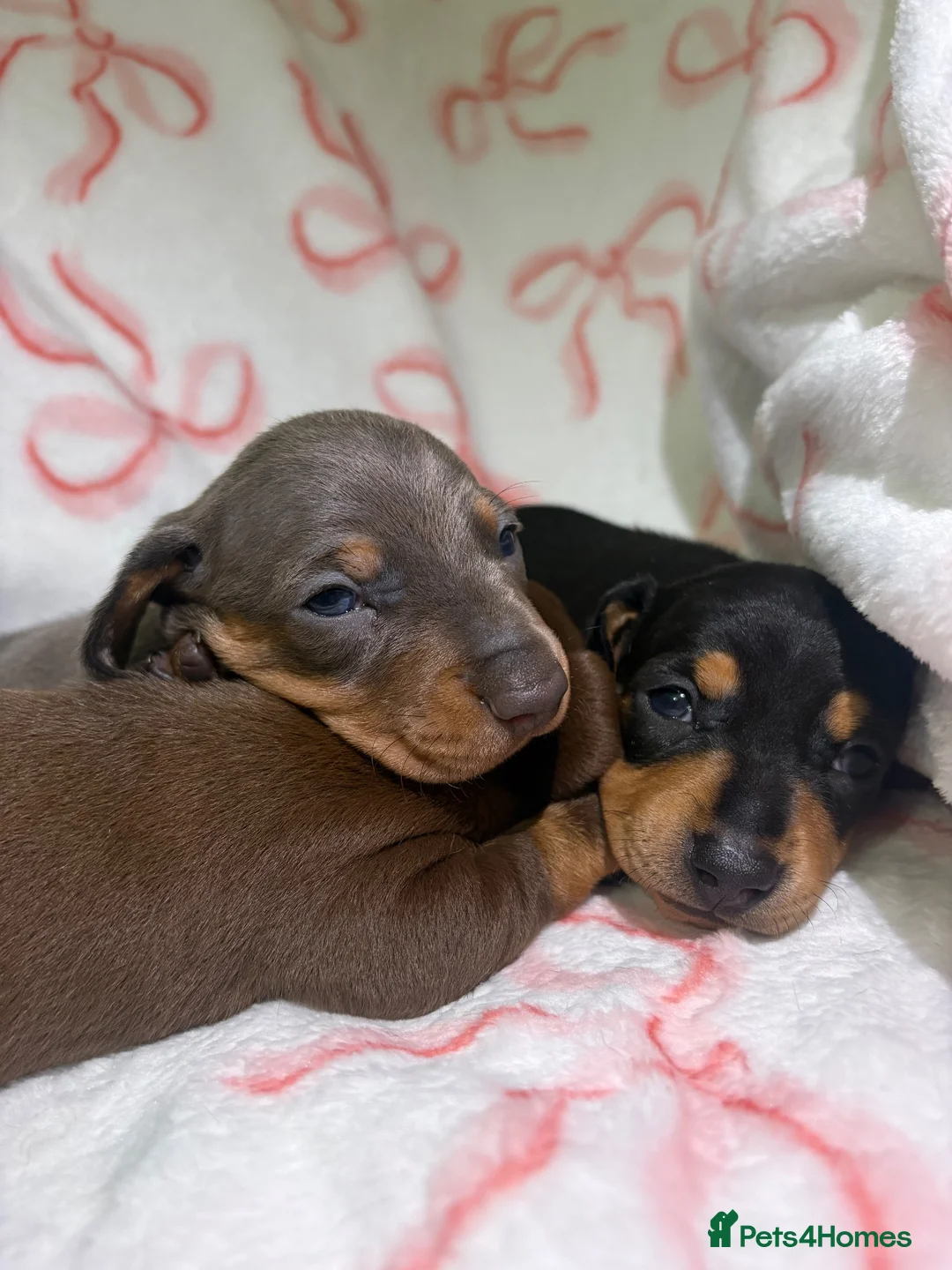 Miniature Dachshund dogs for sale: Miniature dachshund puppies ❤️ - Advert 7
