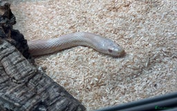 Corn Snake reptiles for sale: Female Corn Snake - Image 7
