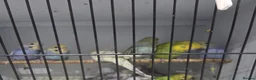 Budgerigars birds for sale: Budgie - Advert 2