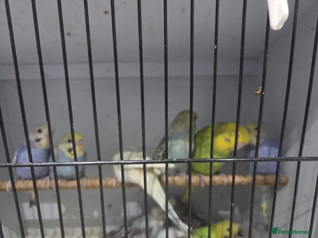 Budgerigars birds for sale: Budgie - Advert 2