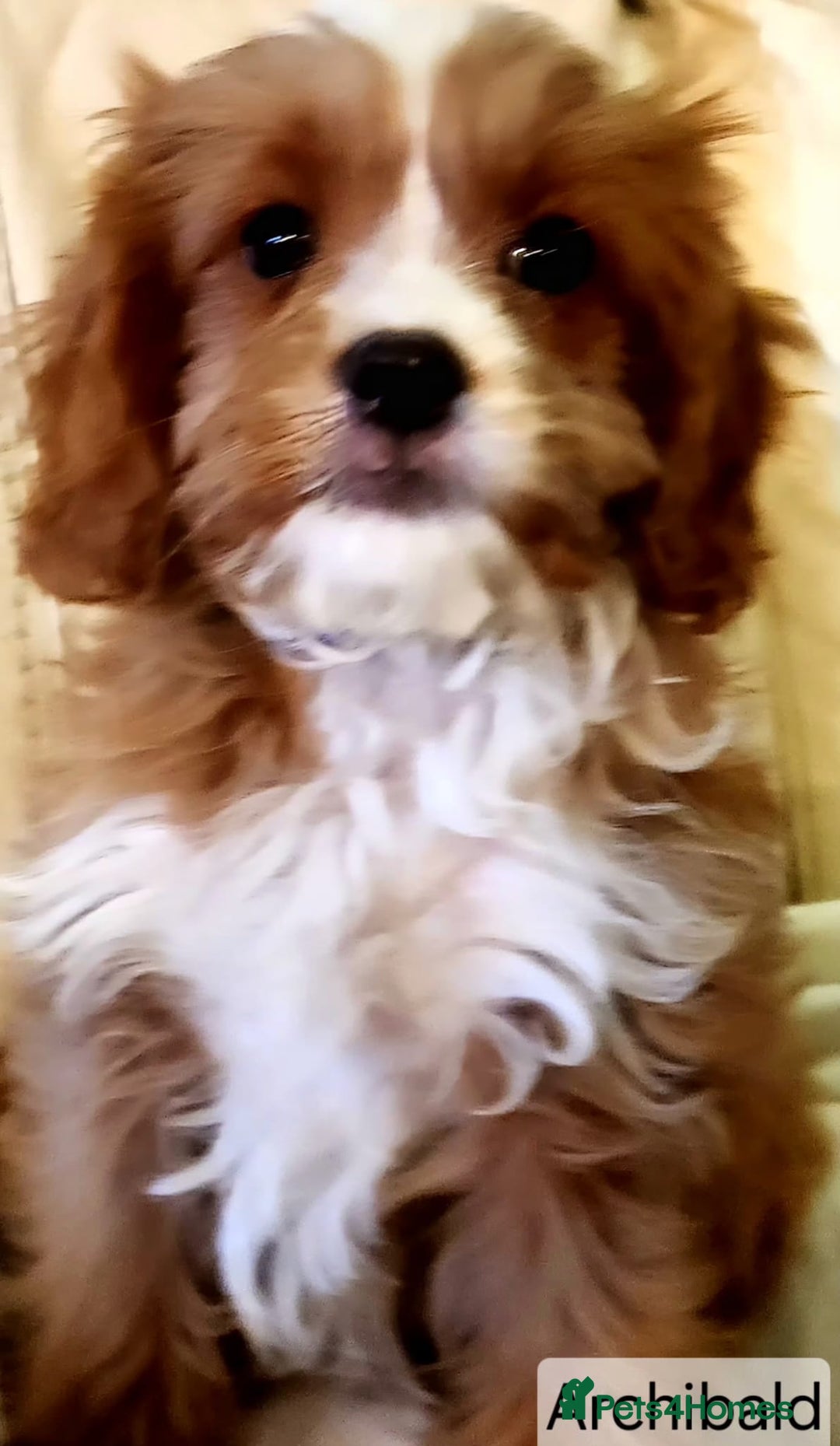 Cavapoo dogs for sale: Miniature Cavapoo Puppies – Home Reared !!! - Advert 22