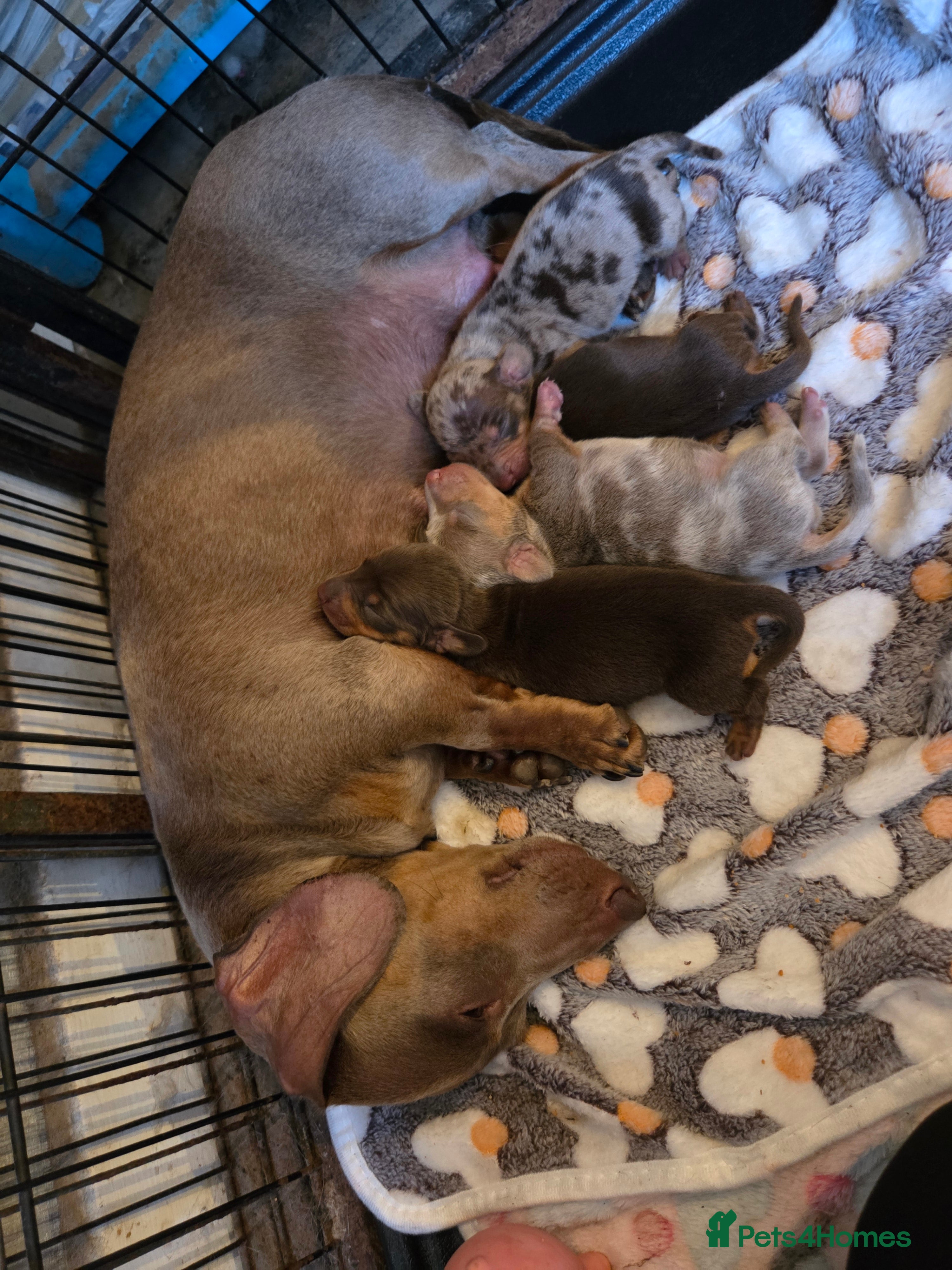 Miniature Dachshund dogs Chocolate and tan miniature dashounds - Advert 1