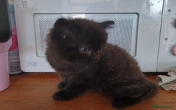 Mixed Breed cats for sale: Beautiful Black Boy Kittens  - Image 8