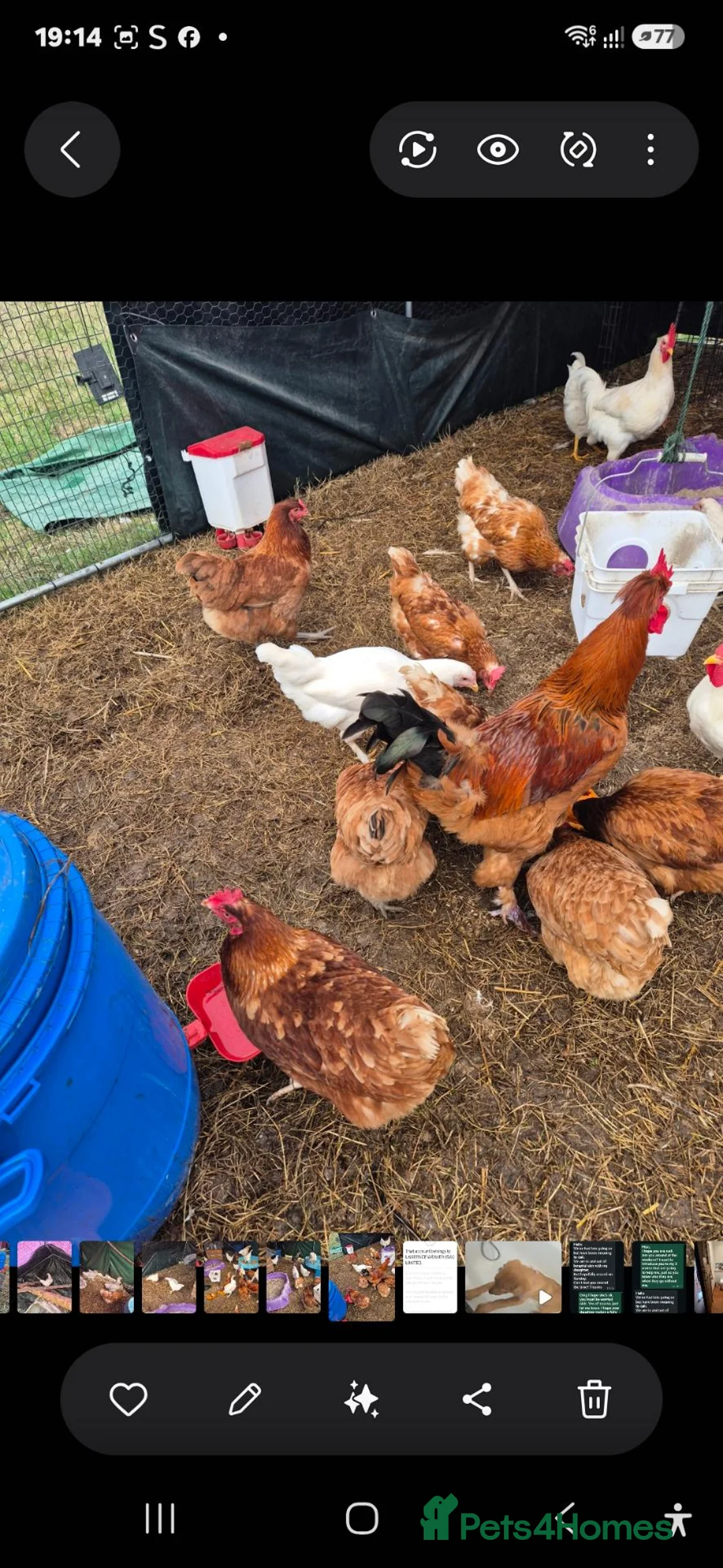 Chickens poultry for sale: POL, layers and young hens - Advert 1