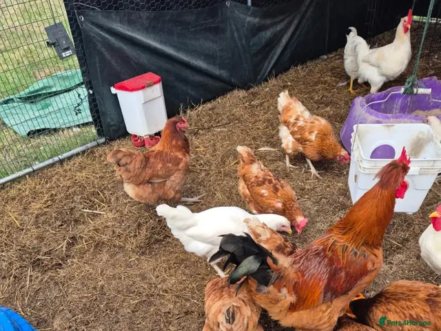 Chickens poultry for sale: POL, layers and young hens - Advert 1