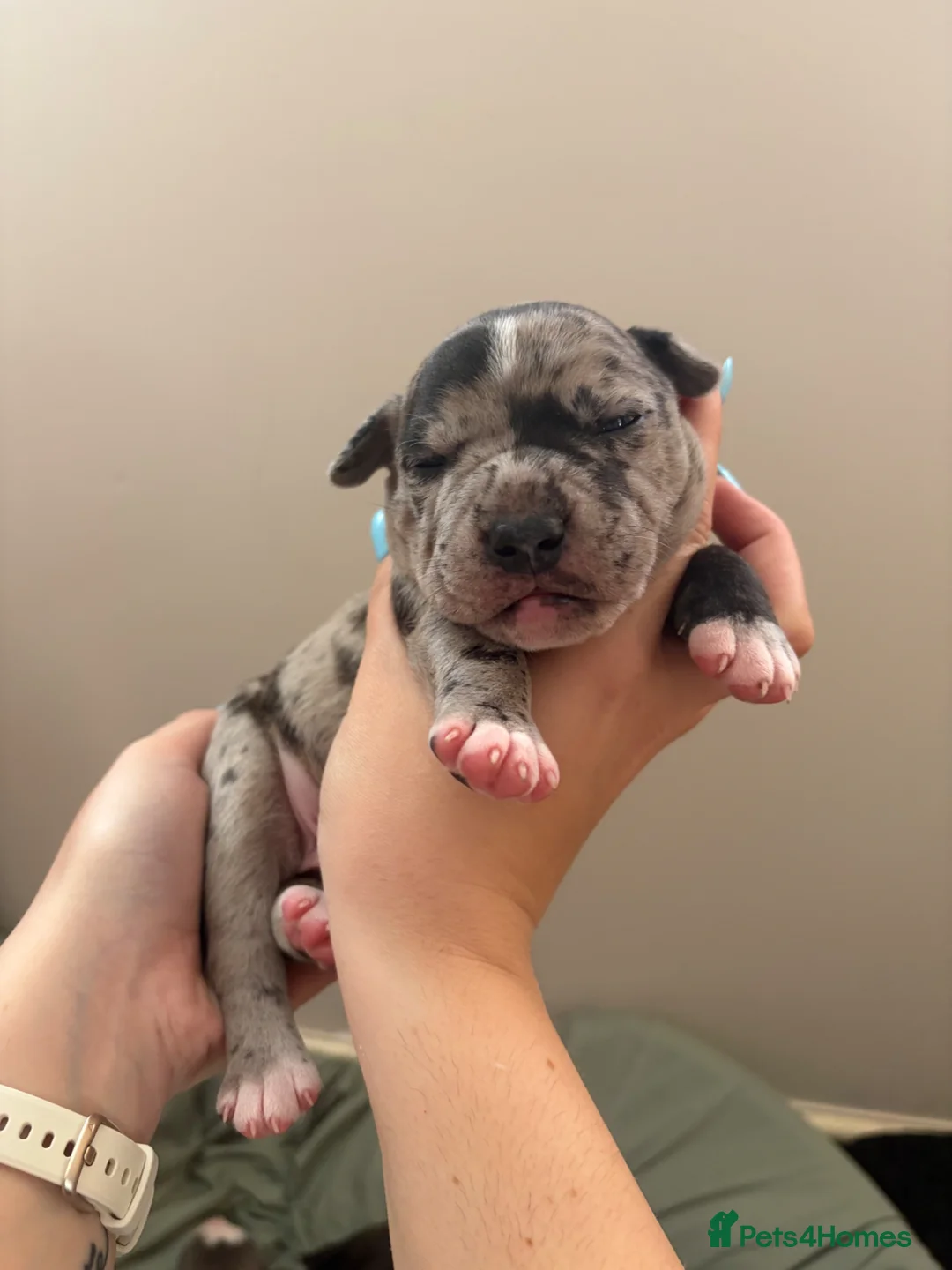 Staffordshire Bull Terrier dogs for sale: 5 beautiful staffy pups  - Advert 2