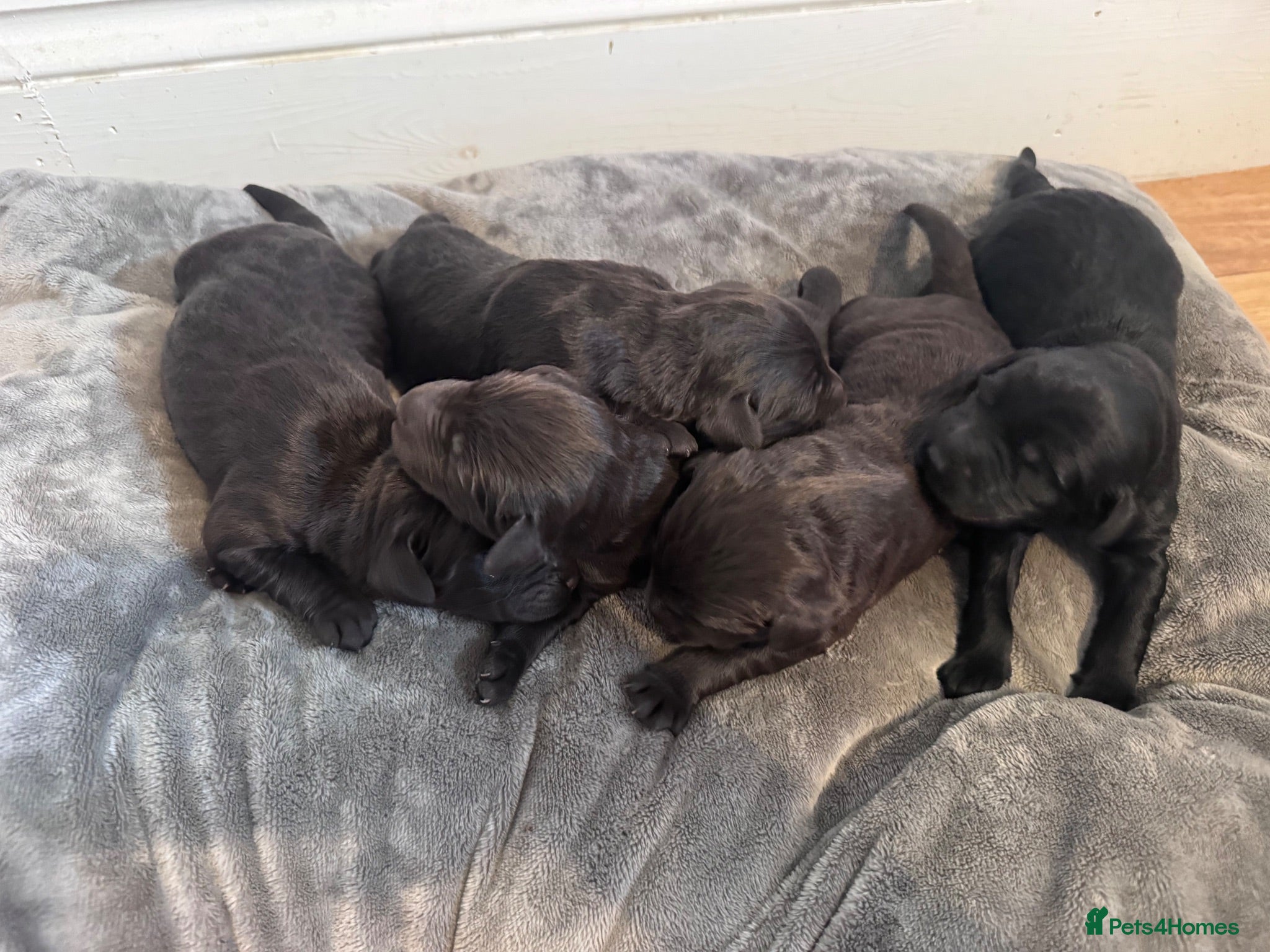 Labradoodle dogs Labradoodle Litter from Health Tested Parents - Advert 1
