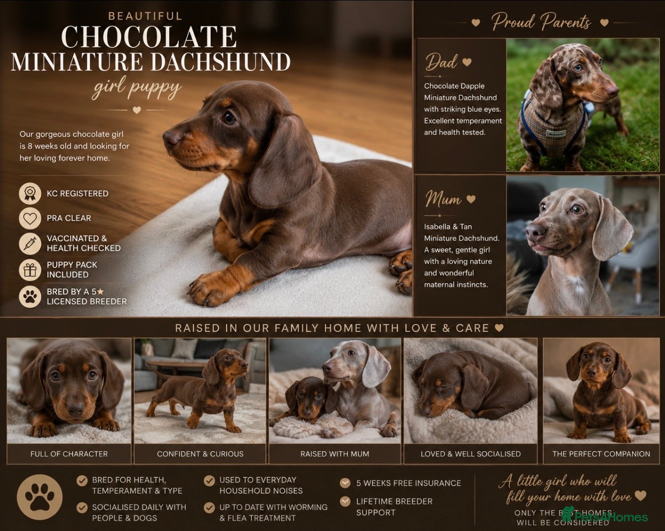 Miniature Dachshund dogs Last puppy ready now  - Advert 1