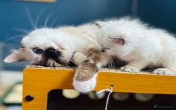 Ragdoll cats for sale: Stunning Rainbow of Ragdoll Kittens - Image 7