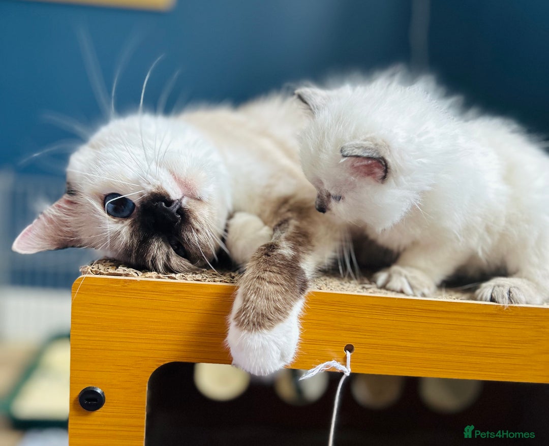 Ragdoll cats for sale: Stunning Rainbow of Ragdoll Kittens - Image 7