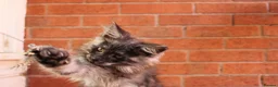 Maine Coon cats for sale: 🐾 WildPawzuk TICA Registered Maine Coon Kittens🐾 - Advert 3