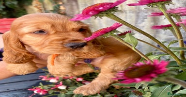 Cocker Spaniel dogs in Chepstow - Advert 7
