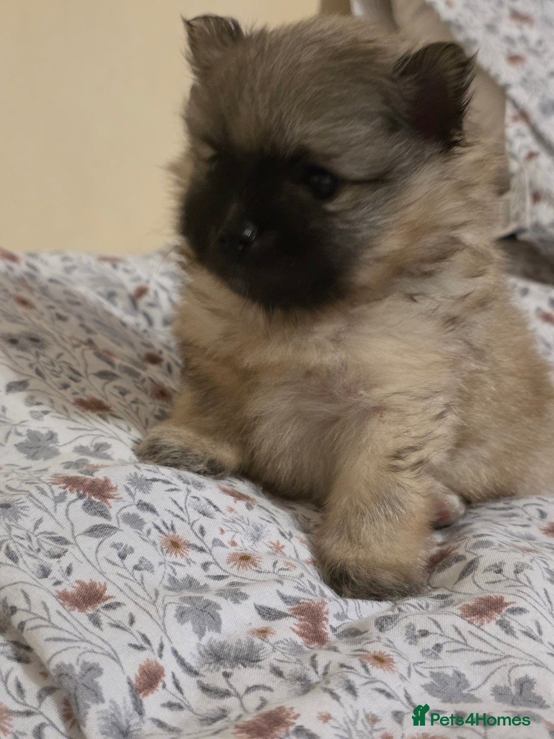 Pomeranian dogs for sale: Hello - Advert 15