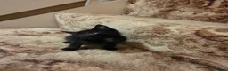 Mixed Breed cats for sale: 5 kittens and 1 cat in Wolverhampton - Advert 6