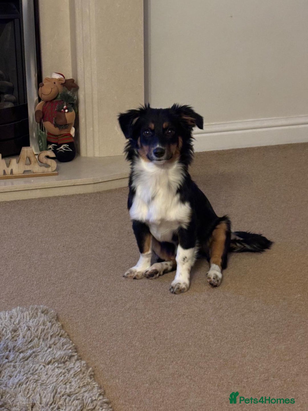 Mixed Breed dogs for adoption: Lorry  - Advert 9