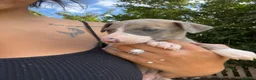 Whippet dogs for sale: Outstanding Male Whippets - Advert 5