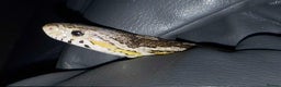 Corn Snake reptiles for sale: Tessera Corn Snake Looking for home  - Advert 16