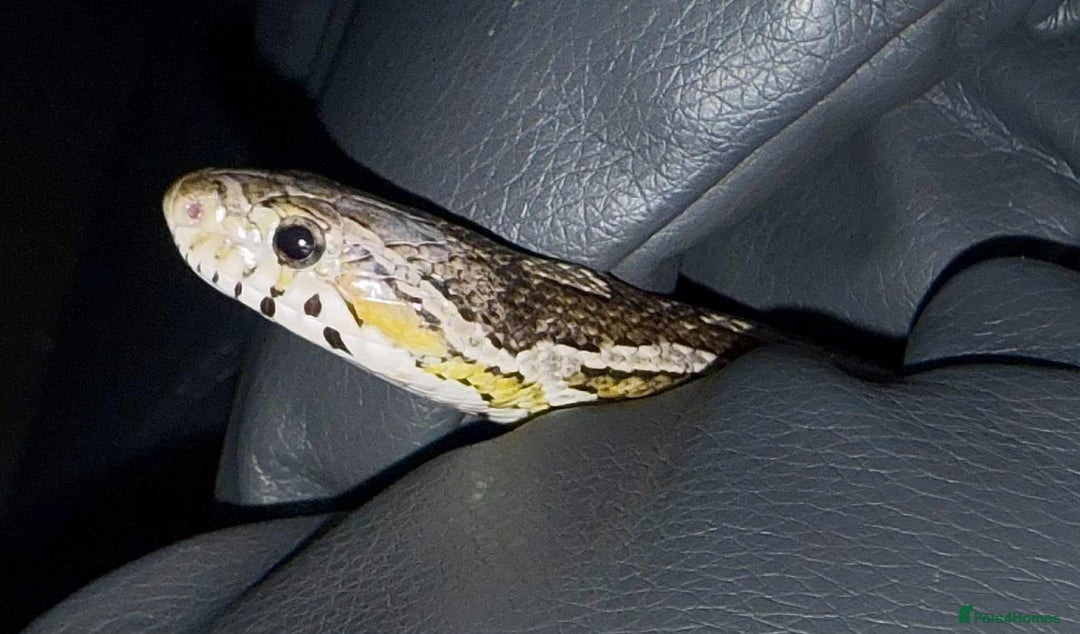 Corn Snake reptiles for sale: Tessera Corn Snake Looking for home  - Advert 16