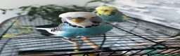 Budgerigars birds for sale: 2 budgies for sale ( Romeo + Juliet)  - Advert 2