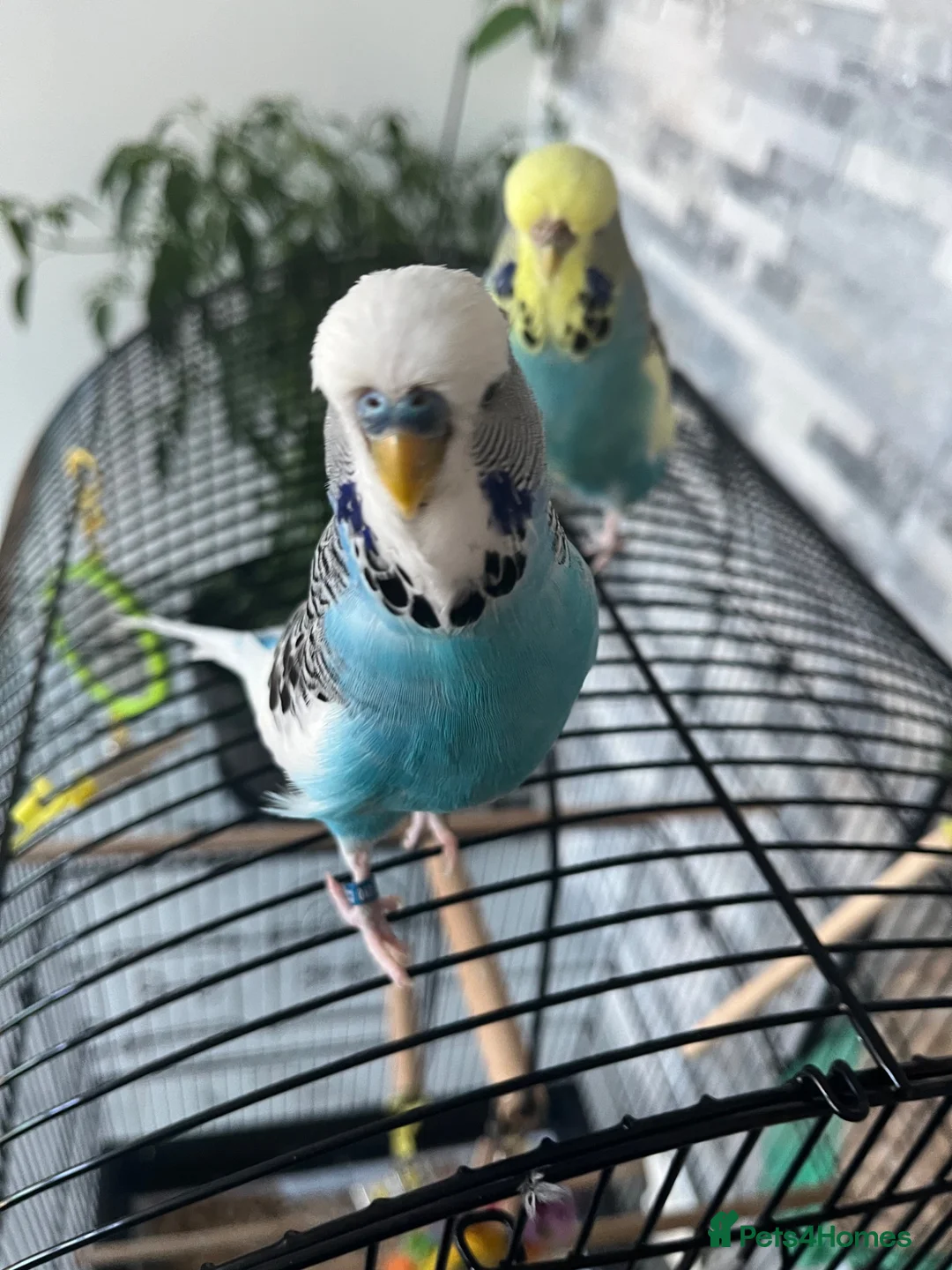 Budgerigars birds for sale: 2 budgies for sale ( Romeo + Juliet)  - Advert 2