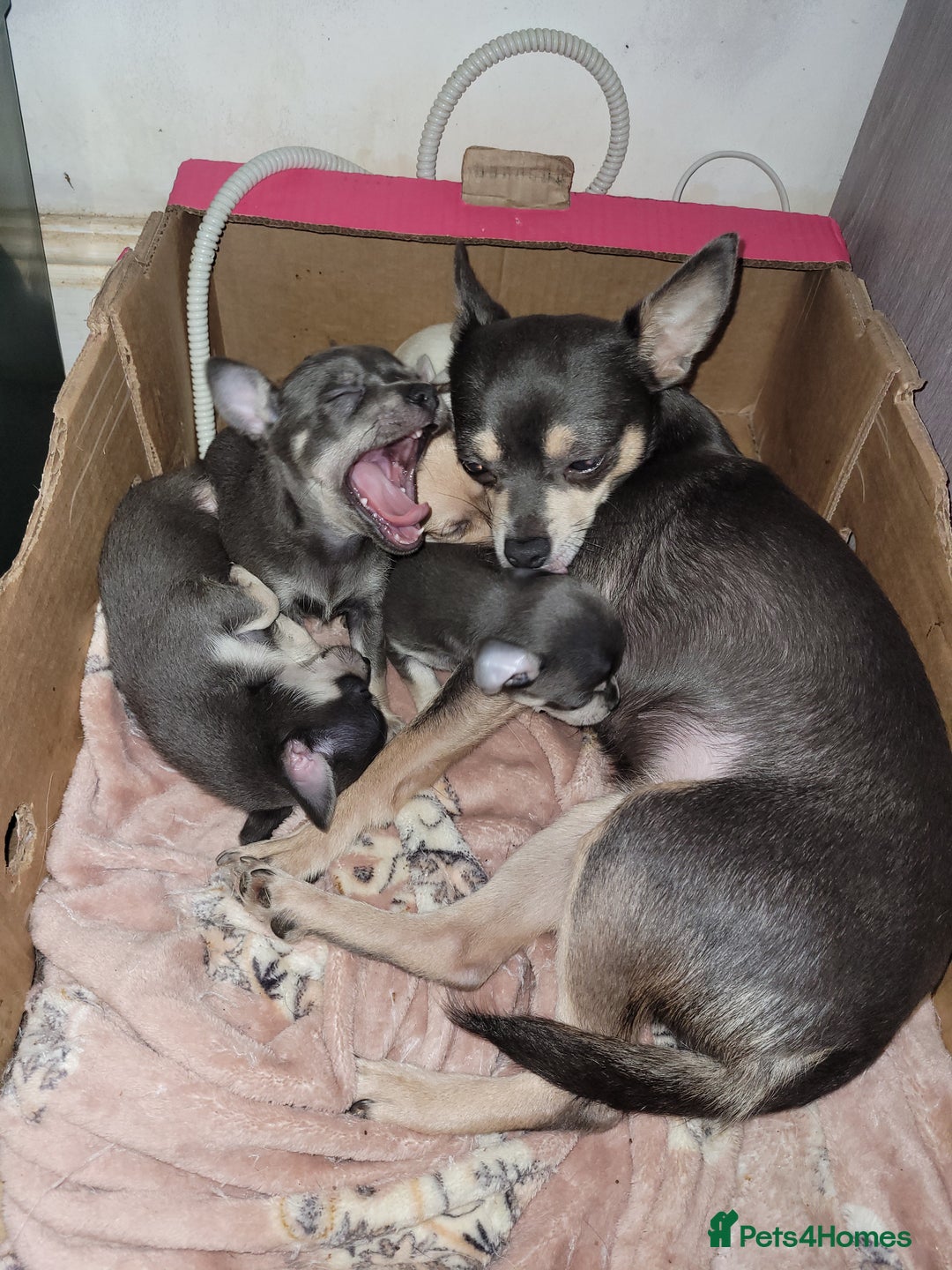 Chihuahua dogs for sale: Chihuahua puppies 2 males and 3 females  - Advert 13