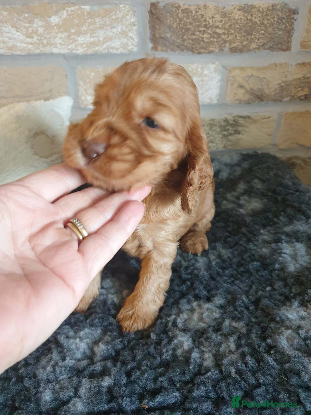 Cocker Spaniel dogs for stud: SHOW COCKER SPANIEL 🐕 health tested stud  in Brentwood - Advert 31