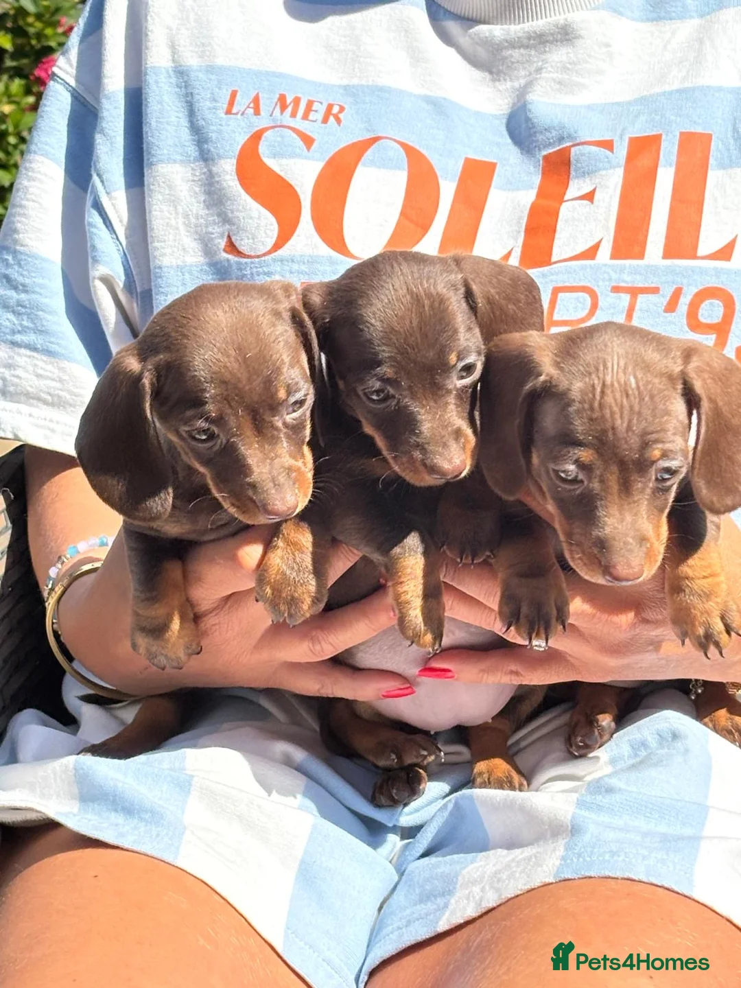 Miniature Dachshund dogs for sale: Miniature Dachshund puppies in Burford - Advert 10