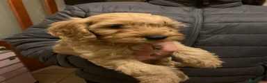 Cockapoo 1