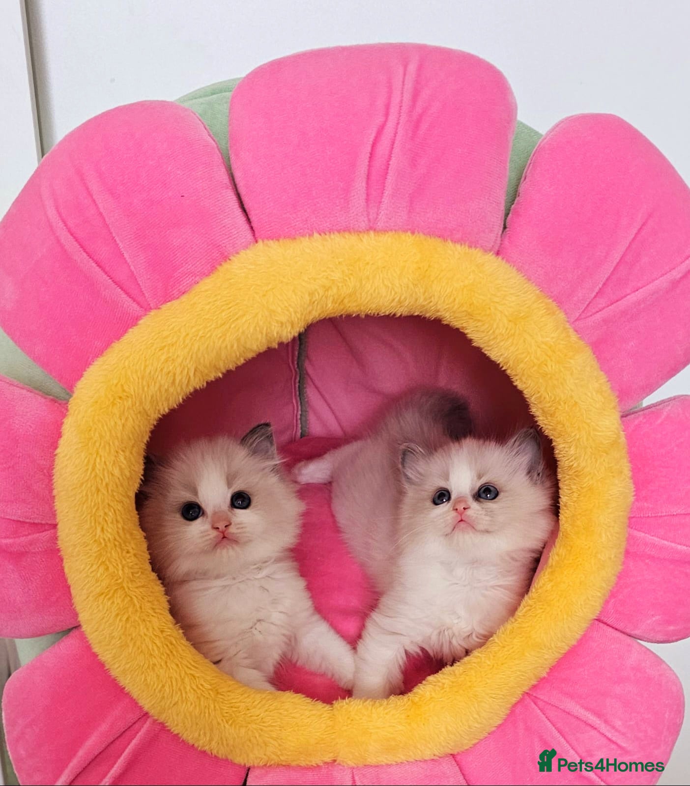 Ragdoll cats Ragdoll kittens  - Advert 10