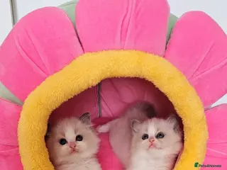 Ragdoll cats Ragdoll kittens - Advert 10