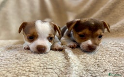 Jack Russell dogs for sale: Stunning Minature Jack Russell - Image 5