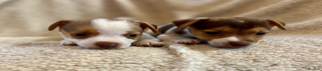 Jack Russell Puppy 2