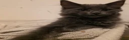Ragcoon cats for sale: Beautiful smoke blue rag coon  - Advert 4