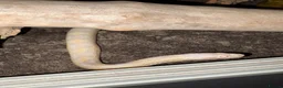 Corn Snake reptiles for sale: Corn snake + full Vivarium setup  in Alva - Advert 3