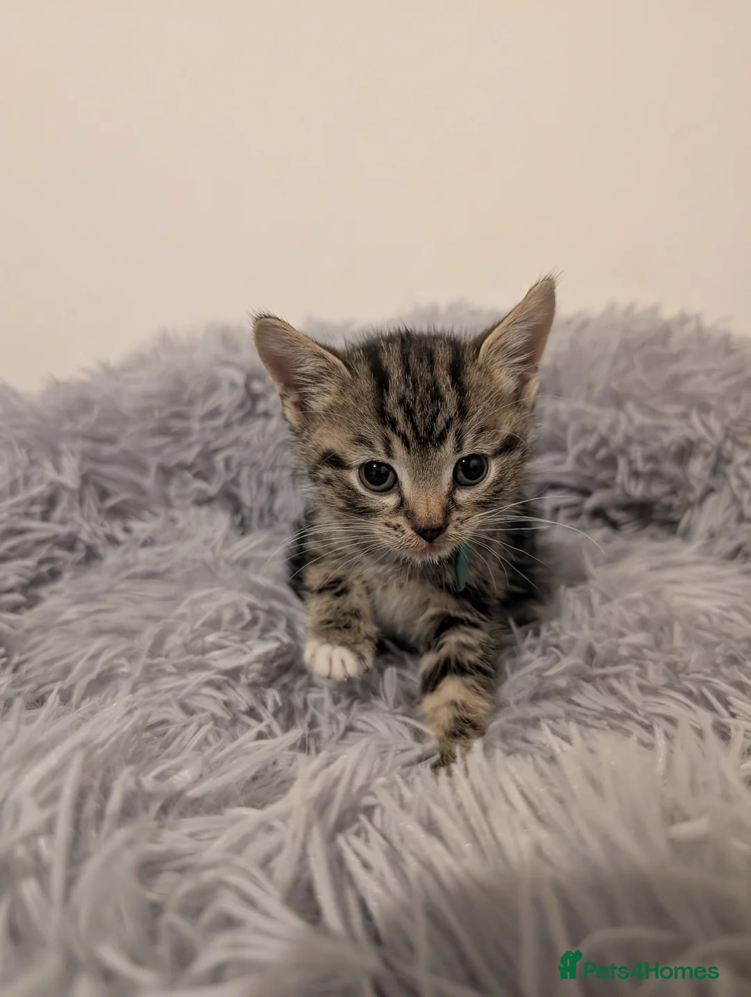 Mixed Breed cats for sale: 2 Litters Available  in ELY - Advert 2
