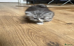 Persian cats for sale: Beautiful fluffy kittens very affectionate  - Image 10