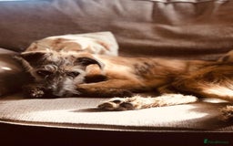 Mixed Breed dogs for sale: Bedlington Whippet x KC Bedlington Terrier Puppies - Image 1