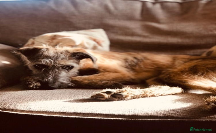 Mixed Breed dogs - Advert 5