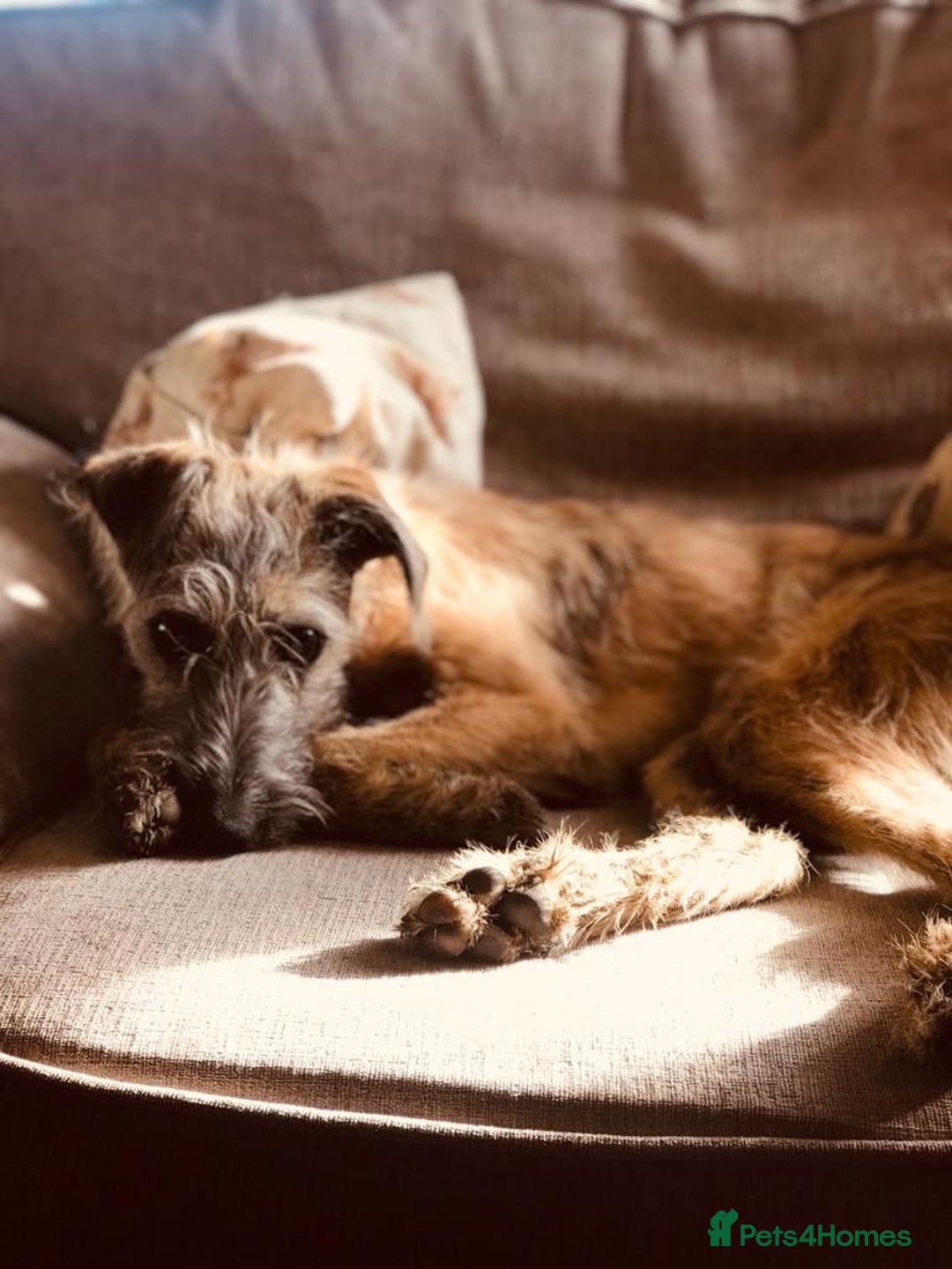 Mixed Breed dogs for sale: Bedlington Whippet x KC Bedlington Terrier Puppies - Image 1