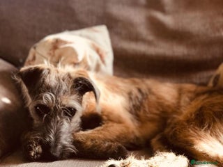 Mixed Breed dogs - Advert 1