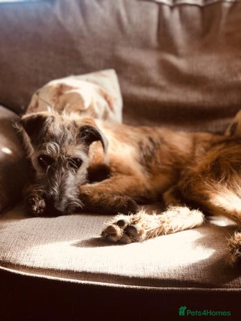 Mixed Breed dogs - Advert 1