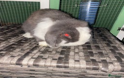 Mini Lop rabbits for sale: Mini lops  - Advert 25