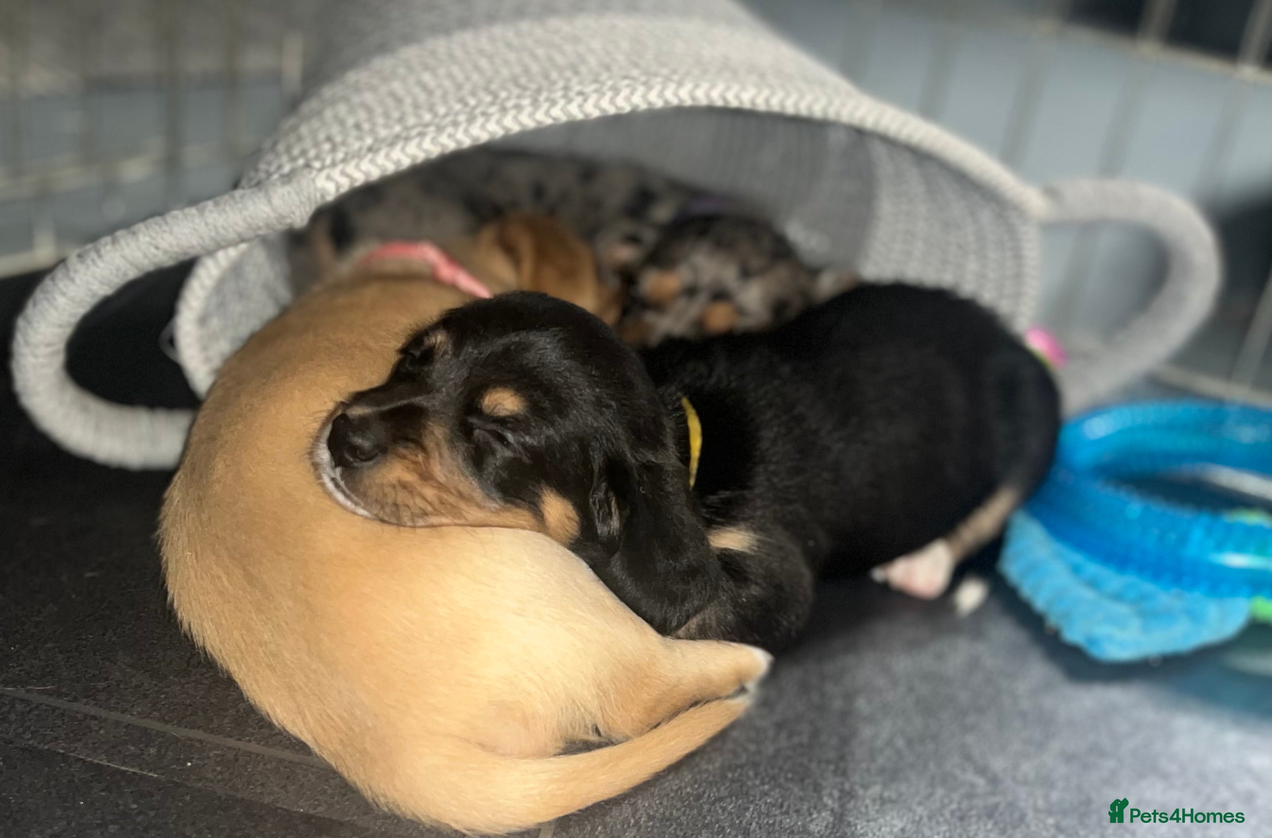 Miniature Dachshund dogs Minature Dachshunds (cream carriers) - Advert 14