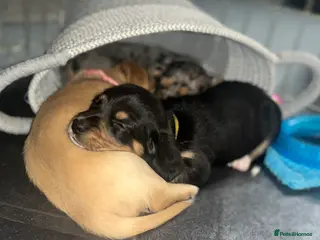 Miniature Dachshund dogs Minature Dachshunds (cream carriers) - Advert 14